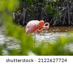 A Wild American Flamingo Preens ...