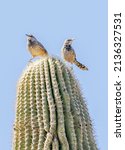 A Pair Of Cactus Wrens Sit Atop ...