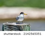 A Least Tern Perched On A...