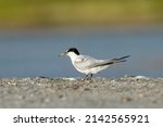 A Least Tern Standing On The...