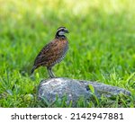 A male northern bobwhite quail...