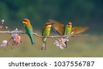 three Chestnut-headed bee-eater on the sticky wood with shallow blurry background one of them spread the wings in high definition, Bee eater, bird , aves with pink flower