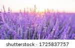 Sunset over a violet lavender...