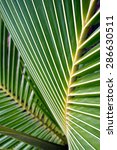 Green Palm Leaves Texture