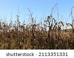 Dead Corn Stalks And Blue Sky