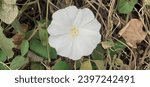 Small photo of Operculina Turpethum is a Morning Glory family species flowering plant. It is also known Fue Vao, Turpeth and St. Thomas Lidpod. Native place of this flowering plant is India.