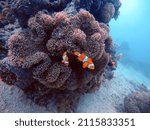 Clown Fish In Coral Off Coast...