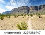 Under a partly cloudy sky in late April, a hiking trail passes through the desert toward a mountain at Big Bend National Park in Brewster County, TX.
