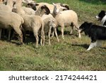 A flock of sheep on a farm guarded by a border collie sheepdog