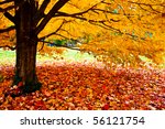 Fall Leaves Trees