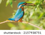 The Common Kingfisher  Alcedo...