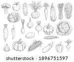 farm vegetables vector sketches.... | Shutterstock .eps vector #1896751597