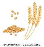 Wheat, rye or oat and barley realistic spike and grains. Cereal ears. Isolated vector bread and bakery yellow wheat stalks of grain for food and agriculture, organic farm crop harvest