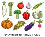 vegetable sketch with isolated... | Shutterstock .eps vector #552747217