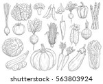 vegetables vector sketch... | Shutterstock .eps vector #563803924