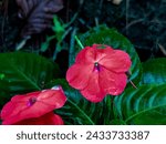 Small photo of Impatiens walleriana is a plant species belonging to the Balsaminaceae family. This species is also part of the order Ericales. The Impatiens walleriana species itself is part of the Impatiens genus.