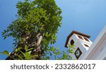 Small photo of East Java, Indonesia – July 17, 2023 : A photograph taken from a low angle of a Blackboard tree as known as Alstonia scholaris, planted within the compound of Van Den Bosh fortress
