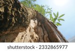 Small photo of East Java, Indonesia – July 17, 2023 : A photo with a blurry background of a Blackboard tree or Alstonia scholaris in Latin, planted in the Van Den Bosh fortress complex
