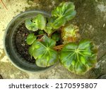 Begonia nelumbiifolia, the lilypad begonia ornamental plant in the pot. It is a species of flowering plant in the family Begoniaceae.