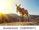 Donkey In Petra Ancient Town....