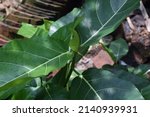 Small photo of seen from above the jackfruit tree leaves with an unfocused precarious background