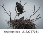 Bald Eagle in natural habitat around their nest