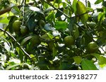 Small photo of Unripe black sapote in a Kanthalloor farm