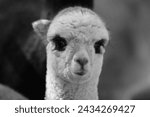 Alpacas are domesticated South American camelids known for their endearing and gentle nature. Hailing from the Andes region, these fluffy herbivores are prized for their soft and luxurious wool