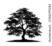tree silhouette isolated on... | Shutterstock .eps vector #1036295281