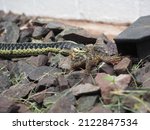 Small photo of Breakfast of Champions! We witnessed this garter snake enjoy his meal with every gulp.