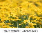 Small photo of Meadow of Blooming yellow daisy flowers to brighten up the day