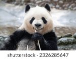 Small photo of Cute fluffy panda , Qi Yi ,eating bamboo, Chengdu Panda Base, China