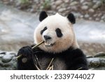 Small photo of Happy Panda , Qi Yi , eating bamboo leaves