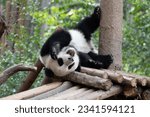 Funny pose of giant panda lying ...