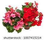 Begonia Red And Pink In A Pot...