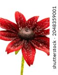 Small photo of A close up, soft focus image of a single red rudbeckia flower shot against a white background, flower has water droplets and spherical aberration bokeh produced by lens on mirrorless camera
