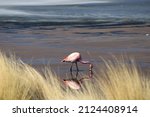 Flamingos In The Canapa Lake ...