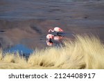 Flamingos In The Canapa Lake ...