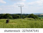 Pasture on a hill with a grazing horse and electricity poles