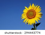 Sunflower With Blue Sky