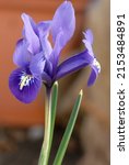 Small photo of Iris reticulata 'Pixie' is a bulbous iris with lilac flowers, spring flowering