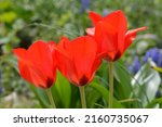 Tulipa 'royal red' is a...