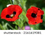 Papaver Rhoeas 'ladybird' Is A...