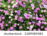 Small photo of Calibrachoa 'Trixi Pink Petticoat' are Million Bells with pink flowers