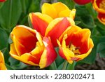 Tulipa 'Kees Nelis' is a tulip with red and yellow flowers