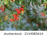 Red Pyracantha Berries On A Tree