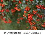 Red Pyracantha Berries On A Tree