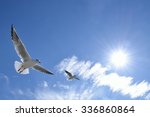 White Bird Flying Blue Sky