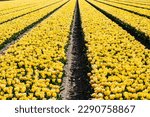 Symmetrical rows of yellow tulips converge towards the center of the horizon, selective focus. Flower fields in the Netherlands. Dutch tourist attractions.