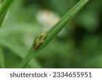 Small photo of A young tree frog that has just metamorphosed from a tadpole